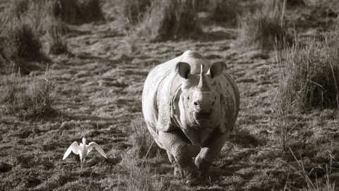 KAZIRANGA NATIONAL PARK